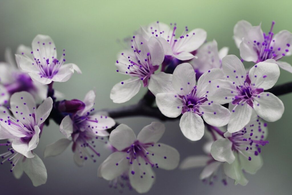 purple flowers, blossom, bloom
